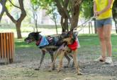 Feria de adopci�n de Perros y Gatos