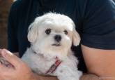 Feria de adopci�n de Perros y Gatos