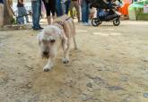 Feria de adopci�n de Perros y Gatos